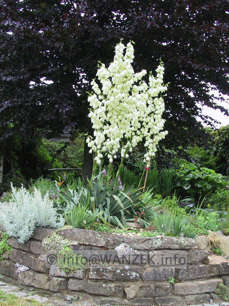 Yucca filamentosa - Sol bluehend.jpg